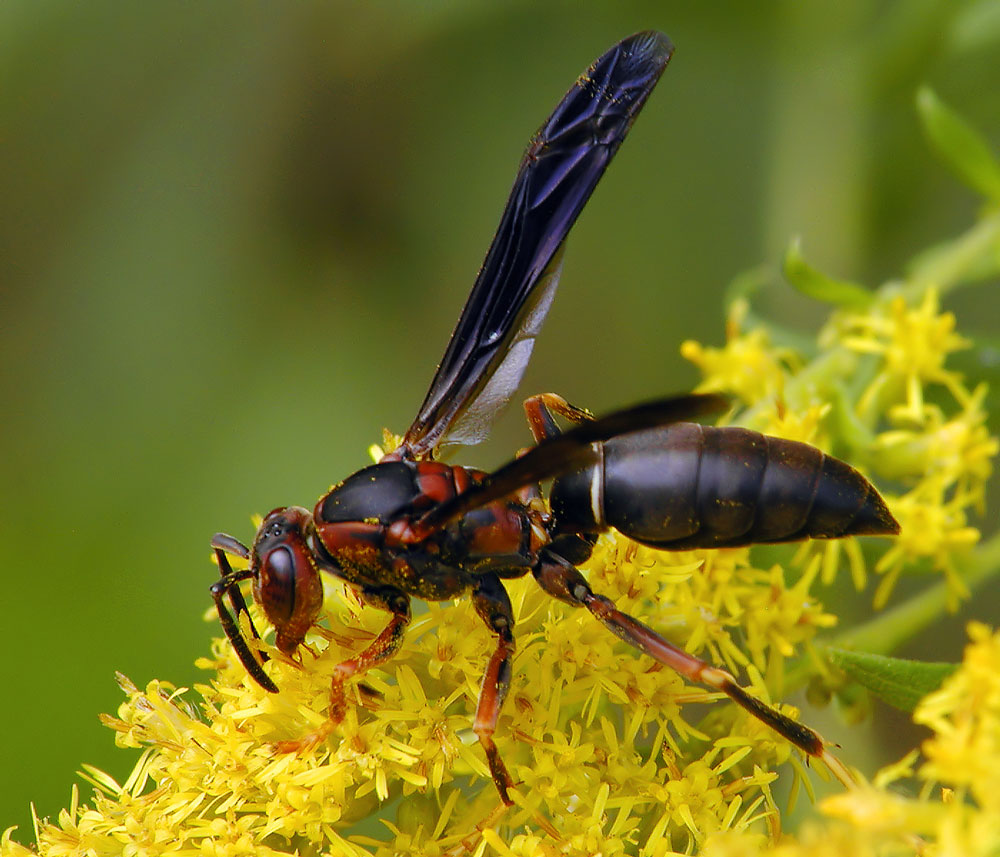 Female of Polistes parametricus Buck Vespidae Wasp