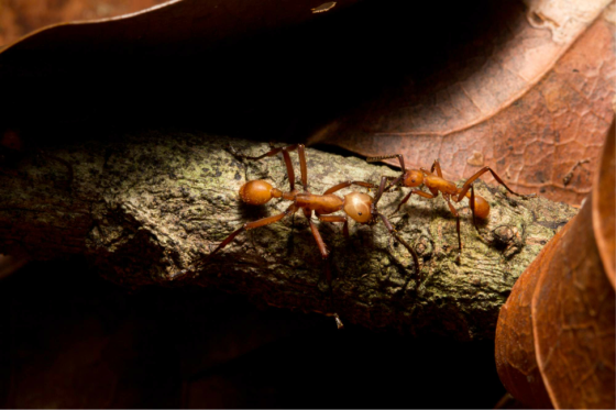 Army ants (Eciton spp.) are one of the wonders of the Neotropical raindforests. Go. See. Them. (Photo: S. McCann)