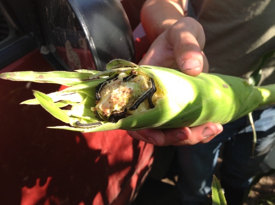 BAW in corn. Started on and ate all the lambsquarters then moved onto the corn cobs.