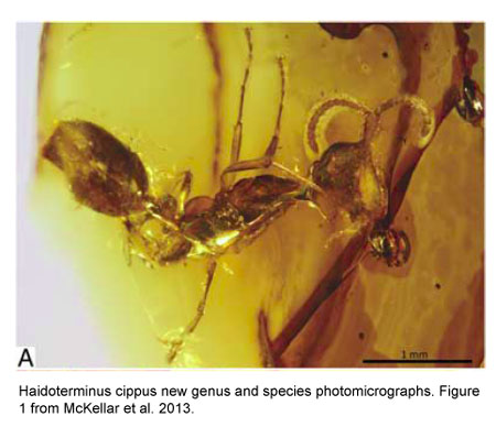 Haidoterminus cippus. Figure 1 from McKellar et al. 2013