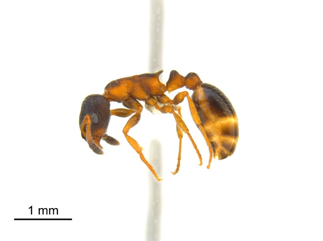 One of the many species collected - an ant in the Leptothorax muscorum complex, collected at Cape Merry (Photo by Chelsie Xavier-Blower)